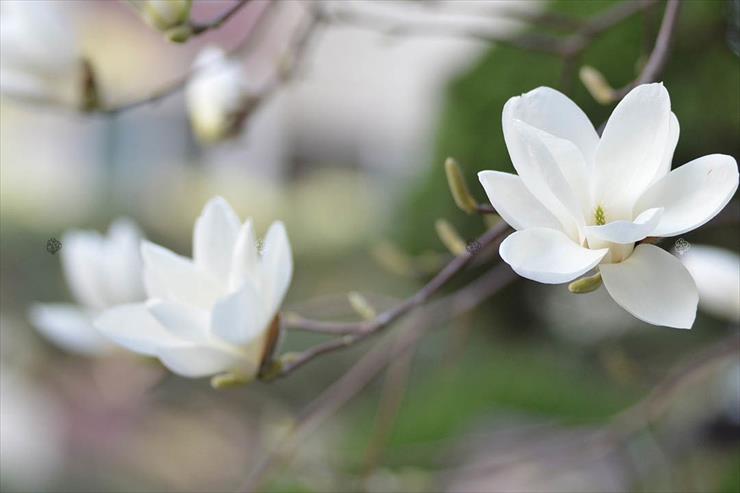 Magnolie  - Magnolia-soulangeana-Lennei-Alba.jpg