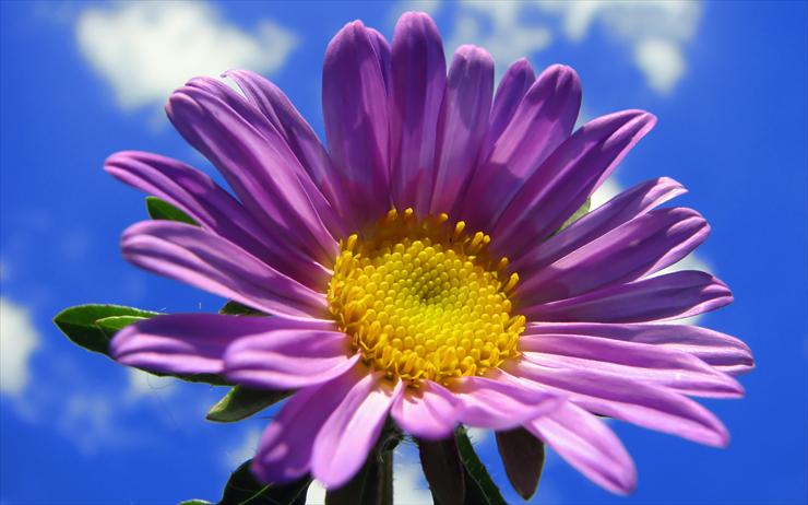 Tapety HD najpiękniejsze powyżej 1mb Free - flower_in_the_sky.jpg