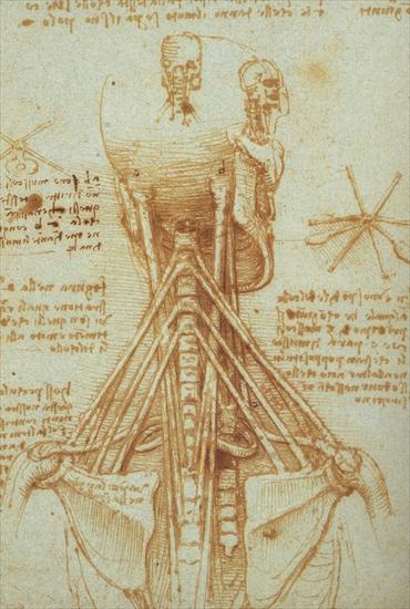Szkice Leonarda da Vinci - neck.jpg