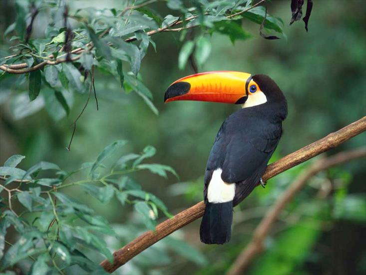 Zwierzęta - Toco Toucan.jpg