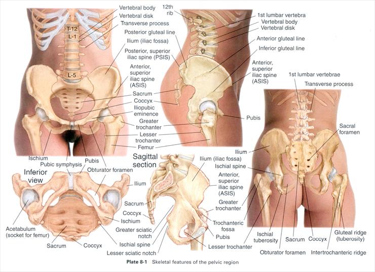 Anatomia masażu - P 8-1.JPG