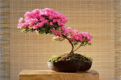 Drzewka bonsaiirar - AQ2KTTZ.jpg
