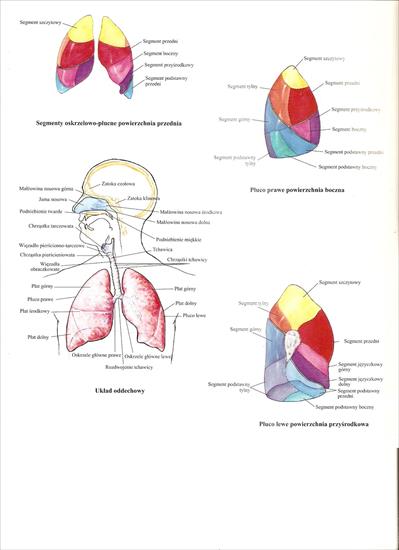 Anatomia - skanuj0027.jpg