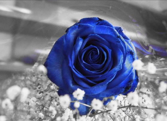 nostalgia z odrobiną koloru - Blue Rose 22.jpg