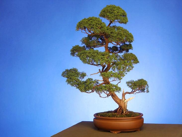 BONSAI DRZEWKA - Drzewko bonsai.jpg