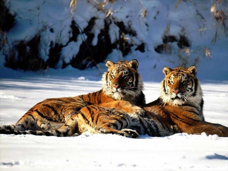 tapetki - Lounging, Siberian Tiger Pair.jpg